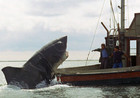 Jaws Popping out of the water ready to eat Quint 4x6 photograph