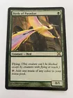 Birds of Paradise