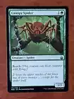 Canopy Spider