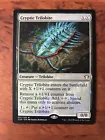 Cryptic Trilobite