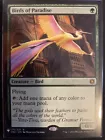 Birds of Paradise