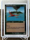 Birds of Paradise