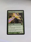 Birds of Paradise