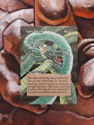 Craw Wurm