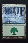 Snow-Covered Forest