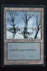 Snow-Covered Swamp