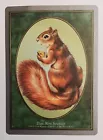 Squirrel Nest #