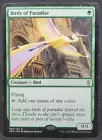 Birds of Paradise