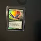 Birds of Paradise