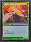 Birds of Paradise