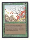 Untamed Wilds