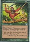 Uktabi Orangutan