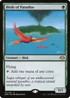 Birds of Paradise #