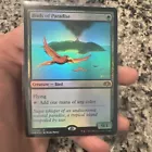 Birds of Paradise #