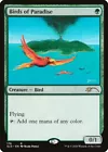 Birds of Paradise #