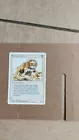 Savannah Lions