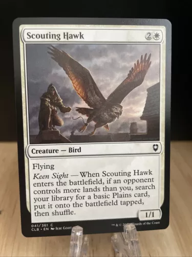 Scouting Hawk #