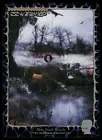 Swamp #