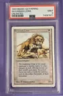 Savannah Lions