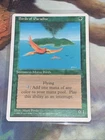 Birds of Paradise