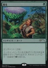 Wild Growth