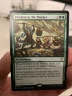 Thickest in the Thicket #