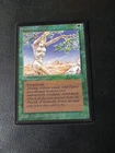 Shanodin Dryads