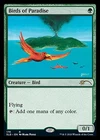 Birds of Paradise #
