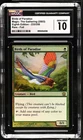 Birds of Paradise