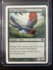 Birds of Paradise