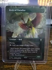 Birds of Paradise #
