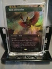 Birds of Paradise #