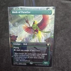 Birds of Paradise #
