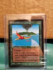Birds of Paradise
