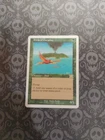 Birds of Paradise