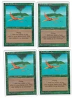 Birds of Paradise