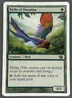 Birds of Paradise