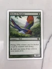 Birds of Paradise