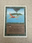 Birds of Paradise