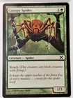 Canopy Spider