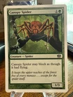 Canopy Spider