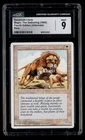 Savannah Lions