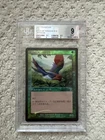 Birds of Paradise
