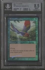 Birds of Paradise