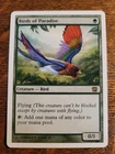 Birds of Paradise