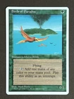 Birds of Paradise