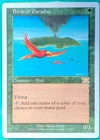 Birds of Paradise