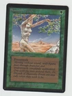 Shanodin Dryads