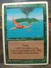 Birds of Paradise