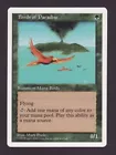 Birds of Paradise